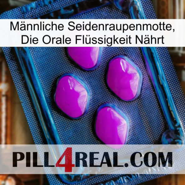 Männliche Seidenraupenmotte, Die Orale Flüssigkeit Nährt 04.jpg